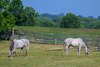 Two gray mares graze. Economics feature for BloodHorse with images of vendors and personnel at Mill Ridge Farm near Lexington, Ky., on Aug. 14, 2025.