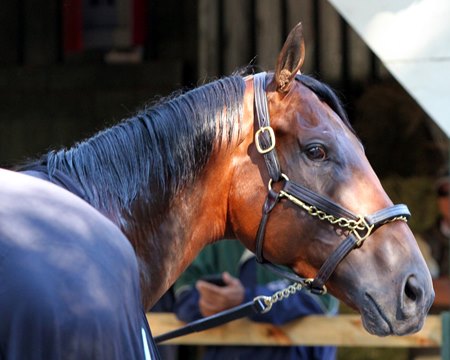 American Pharoah