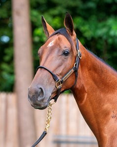 The Into Mischief filly consigned as Hip 165 at the Fasig-Tipton Saratoga Sale