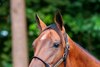 Hip 165, 2025 Fasig-Tipton Saratoga Sale