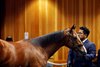 Hip 29, 2025 Fasig-Tipton Saratoga Sale