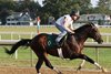 Sovereignty, Saratoga Race Course, 8-9-25