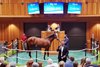 Hip 163, 2025 Fasig-Tipton Saratoga Sale
