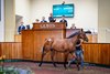 2025 Goffs UK Premier Yearling Sale, Lot 205