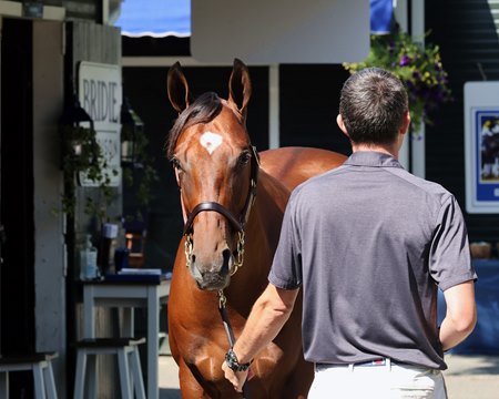 Dynasty, the full brother to National Treasure consigned as Hip 10, is shown at the Fasig-Tipton Saratoga Sale