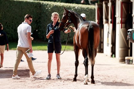 Potential buyer inspects a yearling at the Arqana August Yearling Sale