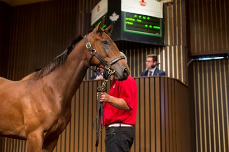 The CTHS Canadian Premier Yearling Sale will be held on Wednesday (Aug. 27) at the Woodbine Sales Pavilion in Toronto