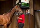 The CTHS Canadian Premier Yearling Sale will be held on Wednesday (Aug. 27) at the Woodbine Sales Pavilion in Toronto