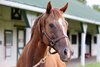Hip 50, Nu Pi Lambda, 2025 Fasig-Tipton August Digital Sale