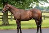 Alekazam, consigned as Hip 36 at The Saratoga Sale, Fasig-Tipton’s Select Yearling Sale