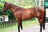 Hip 176, 2025 Fasig-Tipton Saratoga Sale