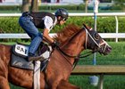 Antiquarian with jockey John Velazquez  breezed this morning on the main track at the Saratoga Race Course Saturday Aug.9, 2025 in Saratoga Springs, N.Y.  Antiquarian’s next start may be the Jockey Club Gold Cup on August 31st.  Skip Dickstein Photo