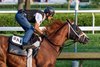Antiquarian with jockey John Velazquez  breezed this morning on the main track at the Saratoga Race Course Saturday Aug.9, 2025 in Saratoga Springs, N.Y.  Antiquarian’s next start may be the Jockey Club Gold Cup on August 31st.  Skip Dickstein Photo