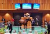 Hip 37, 2025 Fasig-Tipton Saratoga Sale