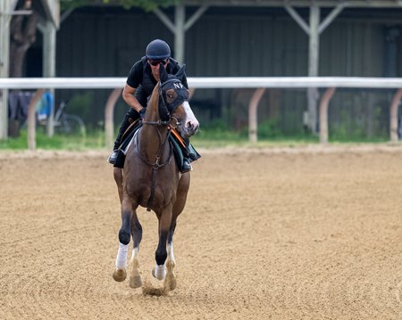 Queen Azteca trains on the Oklahoma Training Track at Saratoga Race Course