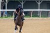 Queen Azteca out for a gallop on the Oklahoma Training Center Track Thursday August 14, 2025 in Saratoga Springs, N.Y.  Skip Dickstein Photo
