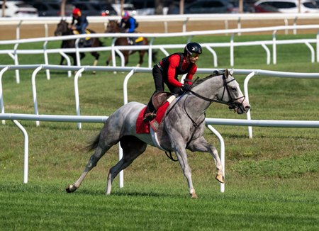 Jose Ortiz guides Sandman through a breeze on the grass on the Oklahoma Training Track at Saratoga Race Course