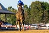 Sovereignty and Junior Alvarado Win the G1 Travers Stakes at Saratoga Racecourse, Saratoga Springs, NY, 8-23-25, Mathea Kelley-Bloodhorse 