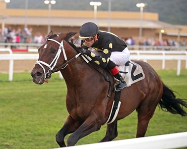 Emmanuel - Horse Profile - BloodHorse
