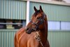 2025 Inglis Digital August (Early) Online Sale, Lot 282
Cleo Cat 