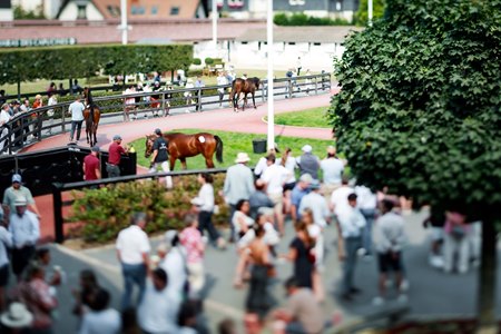 The sale grounds at Arqana