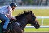Kentucky Derby, Belmont and Jim Dandy winner Sovereignty, breezes on to the Oklahoma Training Center track Saturday Aug.9, 2025 in Saratoga Springs, N.Y.   Skip Dickstein Photo