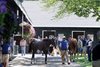 Scenics, 2025 Fasig-Tipton Saratoga Sale