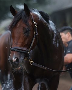 Magnitude gets a bath after morning training at Saratoga Race Course