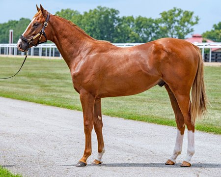 The Speightstown colt consigned as Hip 109 at the CTHS Canadian Premier Yearling Sale