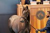 Hip 502, 2025 Fasig-Tipton Saratoga  NY Bred Sale