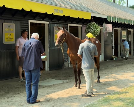 The Gun Runner colt consigned as Hip 37 at the Fasig-Tipton Saratoga Sale