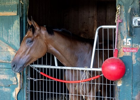Nitrogen Should Feel Right at Home at Saratoga