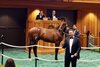 Hip 37, 2025 Fasig-Tipton Saratoga Sale