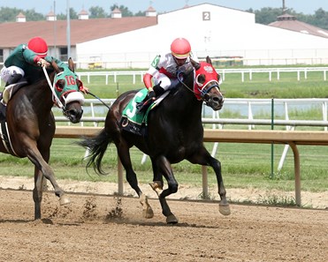 Tank Walk Tank Walk - Horse Profile - BloodHorse