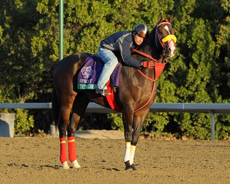 Trinniberg on the track ahead of the 2012 Breeders' Cup at Santa Anita Park