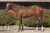 Hip 53, 2025 Washington Thoroughbred Breeders and Owners Association (WTBOA) Summer Yearling and Mixed Sale