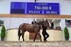2025 BBAG Yearling Sale, Lot 129
Sea The Stars - Novemba