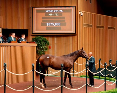 The Not This Time colt, consigned as Hip 1762, in the ring at the Keeneland September Sale