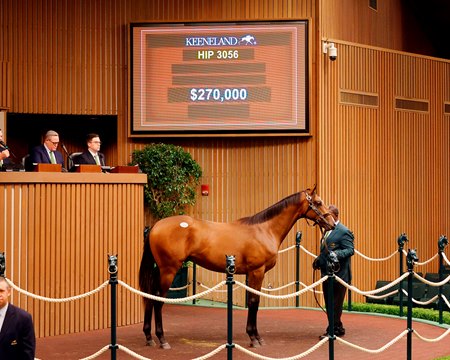 The Midshipman colt consigned as Hip 3056 in the ring at the Keeneland September Sale