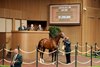 Hip 969, 2025 Keeneland September Yearling Sale