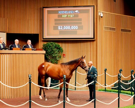 Hip 1197 in the ring during the Keeneland September Yearling Sale