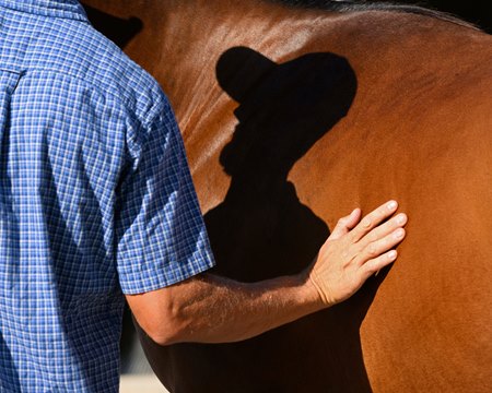 A buyer inspects a yearling