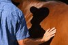 Prospective buyer getting up close and examing a yearling. 
Keeneland September Yearling Sale at Keeneland in Lexington, Ky., on Sept. 12, 2025.
