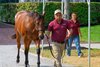 Hip 5 filly Uncle Mo out of Knarsdale at Scott Mallory, agent. 
Keeneland September Yearling Sale at Keeneland in Lexington, Ky., on Sept. 5, 2025.