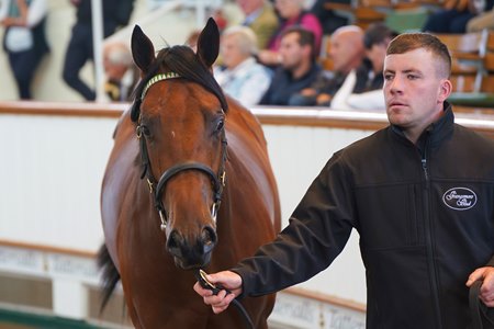 The Dark Angel colt consigned as Lot 65 in the ring at the Tattersalls Somerville Yearling Sale