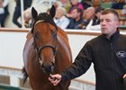 Lot 65 Dark Angel (IRE) / Measure of Magic (IRE) B.C. (IRE)Grangemore Stud, IrelandHighflyer Bloodstock / P Cunningham160,000 Tattersalls Somerville Sale 02/09/2025