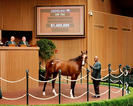The Flightline colt, consigned as Hip 794 in the ring