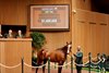Hip 794, 2025 Keeneland September Yearling Sale