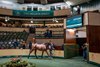 Lot 51, 2025 Goffs Orby Sale