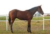 Hip 52, Vekoma&#39;s Pride, a gelding by Vekoma out of Janae, sold for $72,000 to Norm Tremblay, agent. Vekoma&#39;s Pride was sold by Doug Oberg.